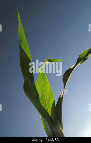 grünes Blatt mit blauem Himmel im Hintergrund Stockfoto