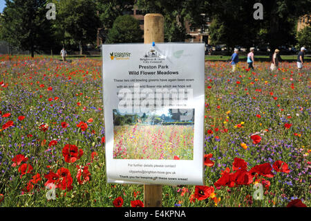 Brighton, Sussex, UK. 14. Juli 2014. Menschen genießen das heiße Sommerwetter und Wildblumenwiese im Preston Park Brighton, die auf alten Bowling Greens zur Förderung von Insekten und Wildtiere Credit gepflanzt worden: Simon Dack/Alamy Live News Stockfoto