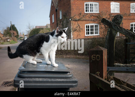 Eine Land-Katze auf einem Abfall Lagerplatz im aktiven Jagd-Modus Stockfoto