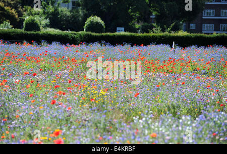 Brighton, Sussex, UK. 14. Juli 2014. Menschen genießen das heiße Sommerwetter und Wildblumenwiese im Preston Park Brighton, die auf alten Bowling Greens zur Förderung von Insekten und Wildtiere Credit gepflanzt worden: Simon Dack/Alamy Live News Stockfoto