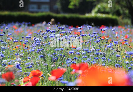 Brighton, Sussex, UK. 14. Juli 2014. Wildblumenwiese im Preston Park Brighton, die auf alten Bowling Greens zur Förderung von Insekten und Wildtiere Credit gepflanzt worden: Simon Dack/Alamy Live News Stockfoto