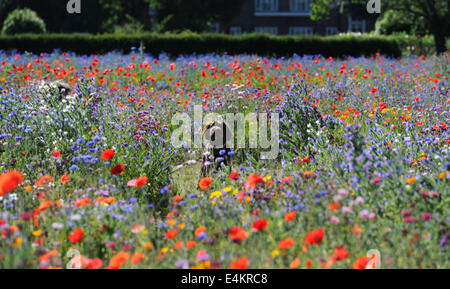 Brighton, Sussex, UK. 14. Juli 2014. Ein Hund genießt das heiße Sommerwetter und Wildblumenwiese im Preston Park Brighton, die auf alten Bowling Greens zur Förderung von Insekten und Wildtiere Credit gepflanzt worden: Simon Dack/Alamy Live News Stockfoto