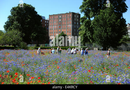 Brighton, Sussex, UK. 14. Juli 2014. Menschen genießen das heiße Sommerwetter und Wildblumenwiese im Preston Park Brighton, welche auf alten Bowling Greens zu helfen Insekten und Wildtiere In völligem Gegensatz zu fördern einen leeren Büro Block gepflanzt wurden steht in der Stadt Guthaben verfallen: Simon Dack/Alamy Live News Stockfoto