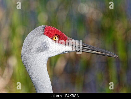 Sandhill Kran (Grus Canadensis) Porträt Stockfoto