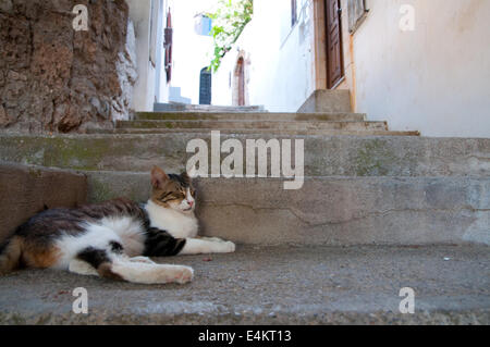 Katze dösen in schmalen Gasse in Lindos, Rhodos, Griechenland Stockfoto