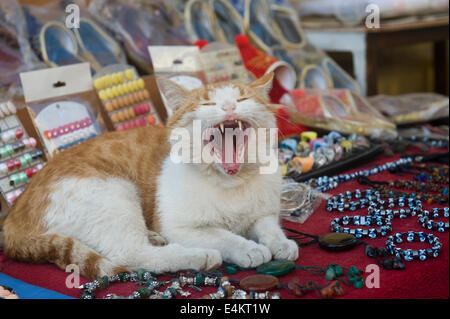 Gähnende Katze auf einen Händler stand, Antalya, Türkei Stockfoto