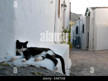 Katze dösen in schmalen Gasse in Lindos, Rhodos, Griechenland Stockfoto