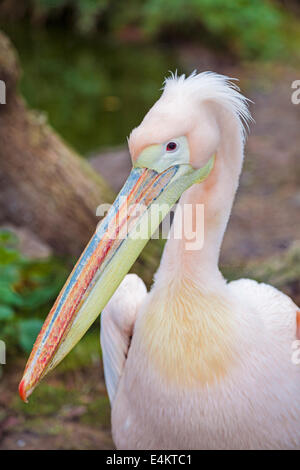 Easrern weißer Pelikan (Pelecanus Onocrotalus) Stockfoto