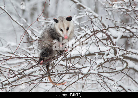 Ein Virginia-Opossum (Didelphis Virginiana) klettern auf Zweigen mit Schnee, Cuyahoga Valley National Park, Ohio, USA. Stockfoto