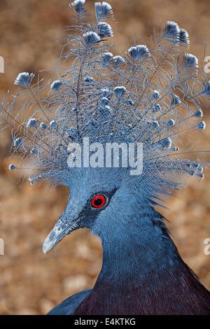 Victoria gekrönte Taube (Goura Victoria) Indonesien, Papua Neu Guinea gefährdeten Arten Mai 2OO9 Stockfoto