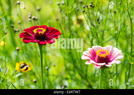 Sommer-Zinnia Elegans Blumen Stockfoto