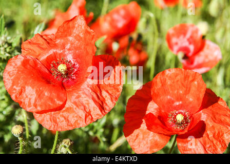 Rote Mohnblumen. Fotografiert in den Pyrenäen, Spanien Stockfoto