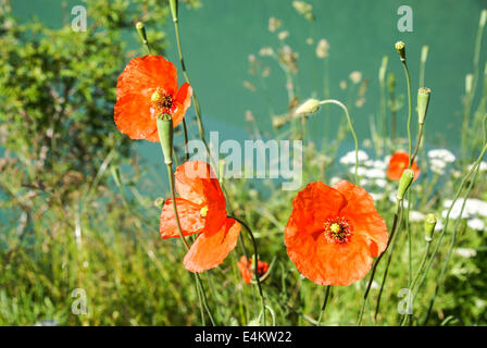 Rote Mohnblumen. Fotografiert in den Pyrenäen, Spanien Stockfoto