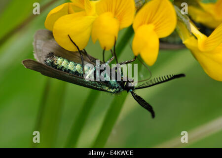 Cistus Forester Moth - Adscita Geryon männlich auf Vogel's – Foot Trefoil - Lotus Corniculatus Stockfoto