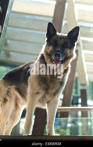 Flachschuss von einem Schäferhund im Dienst Stockfoto