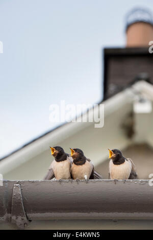 Hirundo Rustica. Öffnen Sie flügge Schwalben, die darauf warten, mit einem breiten Schnabel aus ein Altvogel gefüttert werden. Schottland Stockfoto