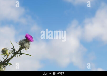 Onopordum Acanthium. Eselsdistel oder Scotch Thistle gegen blauen Wolkenhimmel Stockfoto