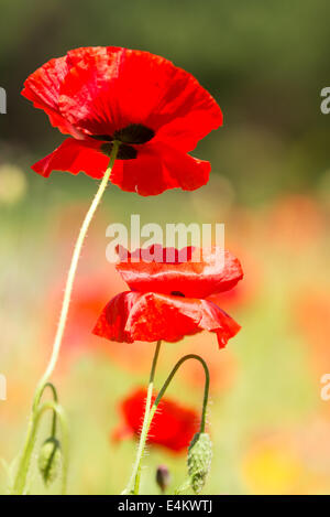 Mohnblumen Stockfoto