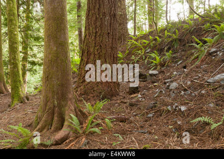 Alten Waldbestands Stockfoto