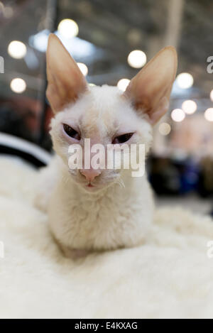 Cornish Rex-Katze auf internationalen Ausstellung Ketsburg in Moskau, Russland Stockfoto