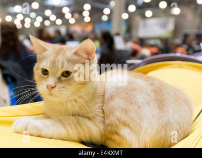 Europäisch Kurzhaarkatze am internationalen Ausstellung von Katzen "Ketsburg" in "Crocus Expo", Moskau, Russland Stockfoto