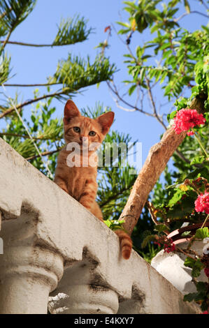 Süße Ingwer Kätzchen sitzen an Wand in der Altstadt von Rhodos, Griechenland Stockfoto