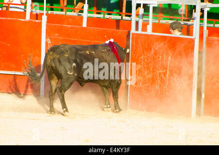 MADRID, Spanien - 10 SEPTEMBER: Stierkämpfer zu Pferd, Stierkampf. 10. September 2010 in Madrid (Spanien) Stockfoto