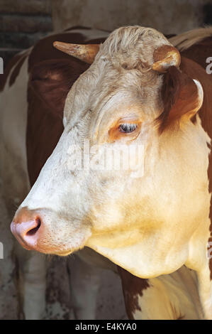 Simmentaler Kuh stehen in einem Stall auf einem Bauernhof mit geringen Schärfentiefe. Stockfoto