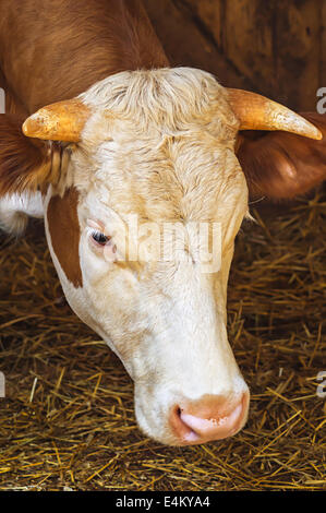 Simmentaler Kuh stehen in einem Stall auf einem Bauernhof mit geringen Schärfentiefe. Stockfoto