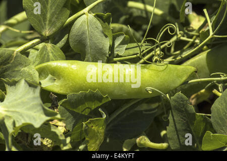 Grüne Erbsen im Garten hautnah. Stockfoto