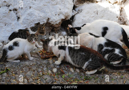 Herrenlose streunende Katzen Essen in der Straße in der Altstadt von Rhodos, Griechenland Stockfoto