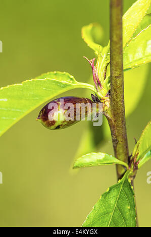 Unreifen jungen Nektarine, Pfirsich Baum.  Geringe Schärfentiefe. Stockfoto