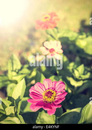 Vintage Zinnia Blume, Natur Hintergrund. Stockfoto