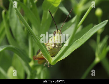 Nahaufnahme von Grasshopper Gras sitzen Stockfoto