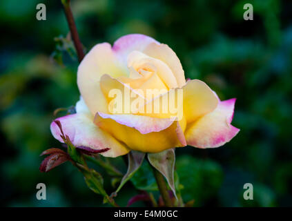 Schöne gelbe, Rosen im Garten Stockfoto