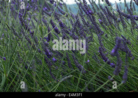 Lavendel im wind Stockfoto