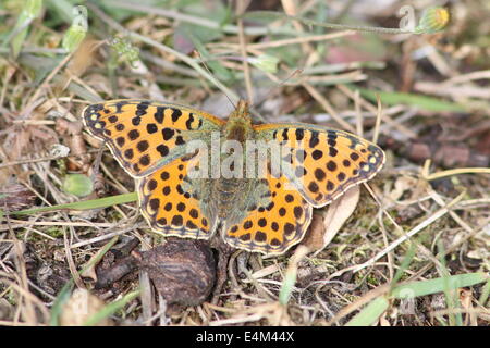 Nahaufnahme von einer Königin von Spanien Fritillary Butterfly (Issoria Lathonia) Stockfoto