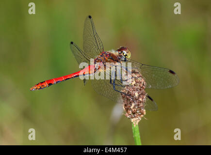 Ruddy Darter Libelle (Sympetrum Sanguineum) Stockfoto