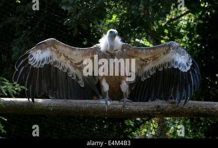 Alten Welt Gänsegeier (abgeschottet Fulvus) zeigt seine vollständig erweitert Flügel im Zoo Dierenpark Amersfoort, Niederlande Stockfoto