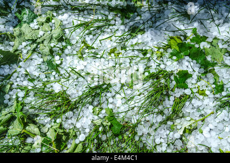 Eiskugeln Gras nach einem schweren Regen Hagel Stockfoto