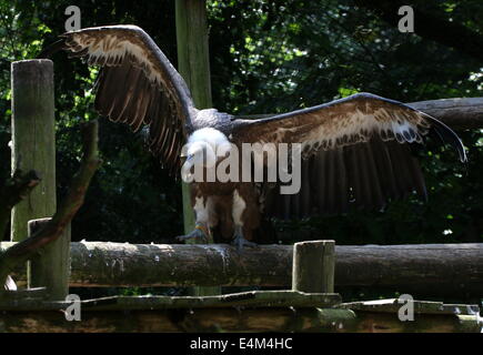 Alten Welt Gänsegeier (abgeschottet Fulvus) Stockfoto