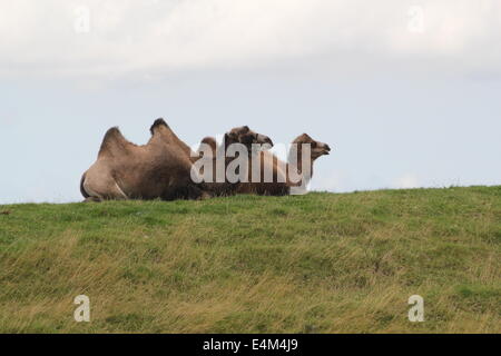 Zwei Bactrian Kamele (Camelus Bactrianus Ferus) oben auf dem Deich im Norden der Niederlande Stockfoto