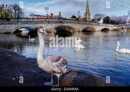 Schwäne und Bedford Brücke, Bedford, UK Stockfoto