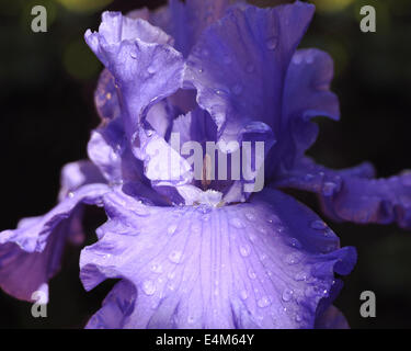 Morgensonne scheint auf eine blau-lila-Iris in Wassertröpfchen bedeckt Stockfoto