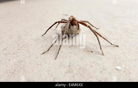 Pflege-Spinne mit Ei Sack. Stockfoto