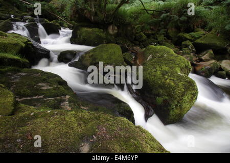 Golitha Falls, Cornwall Stockfoto