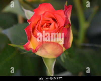 Hintergrund und abstrakt. Stockfoto