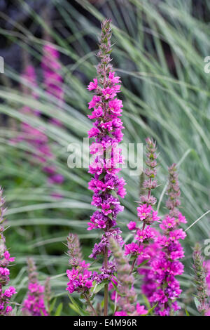 Lythrum Salicaria 'Feuerkerze' Blume. Stockfoto