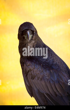 Corvus, schwarze Krähe in einer Probe der Birds Of Prey, Mittelaltermarkt Stockfoto