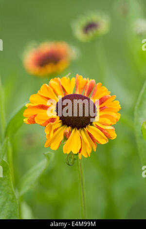 Helenium "Sahin frühen Blumen". Sneezeweed Blume. Stockfoto